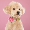 Fashion Printed Dog Collar Personalized Nylon Dog Collar Custom Pet Puppy Cat Collars Engraved ID Tag Collars Dog Accessories - Image 4