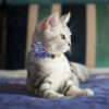 Fashion Printed Dog Collar Personalized Nylon Dog Collar Custom Pet Puppy Cat Collars Engraved ID Tag Collars Dog Accessories - Image 5
