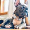 High Quality Personalized Dog Collar Adjustable Customized Pet Collar For Small Medium Large Dogs Free Engraved Dog Accessories - Image 4