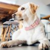 High Quality Personalized Dog Collar Adjustable Customized Pet Collar For Small Medium Large Dogs Free Engraved Dog Accessories - Image 5
