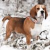 Personalized Dog Collar And Leash Set Free Engraved Pet Dog ID Tag Nameplate Collars For Small Medium Large Dogs Collar - Image 4