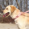 Personalized Dog Collar And Leash Set Free Engraved Pet Dog ID Tag Nameplate Collars For Small Medium Large Dogs Collar - Image 5