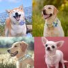 Personalized Dog Collar Printed Customized Pet Collar For Small Medium Large Dogs Free Engraved Collars Floral Dog Accessories - Image 5