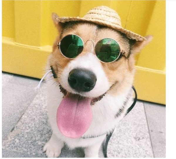 Pet Products Lovely Vintage Round Cat Sunglasses Reflection Eye wear glasses For Small Dog Cat Pet Photos Props Accessories - Image 6