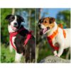 TRUELOVE Pet Harness Nylon Reflective Comfortable and Breathable Explosion-proof Small Medium Large Outdoor Camping HP5652 - Image 3
